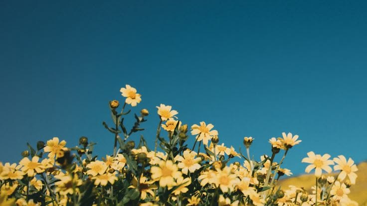 Yellow flowers beneath a clear sky