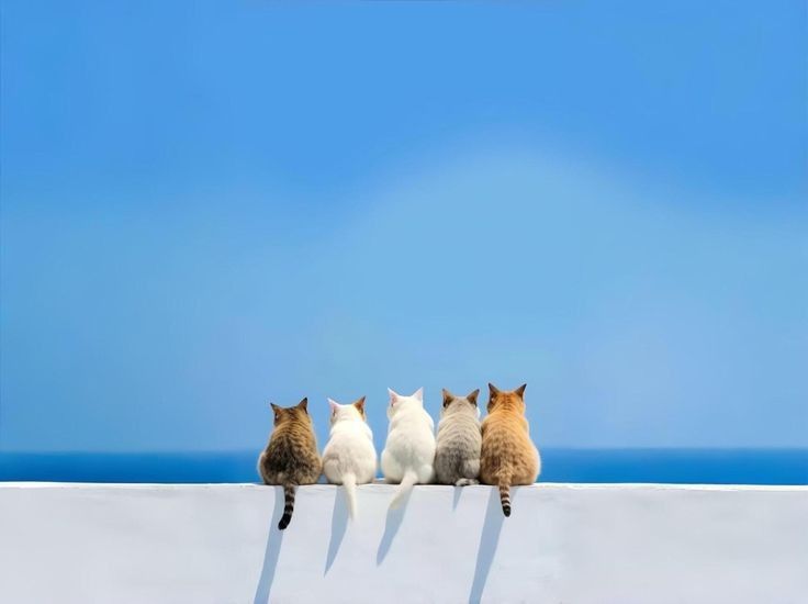Five cats sitting together beneath a blue sky